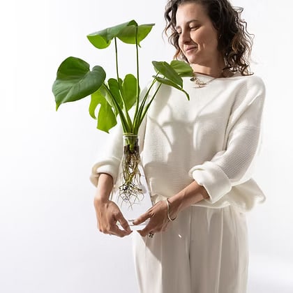 זר מונסטרות באגרטל LAB